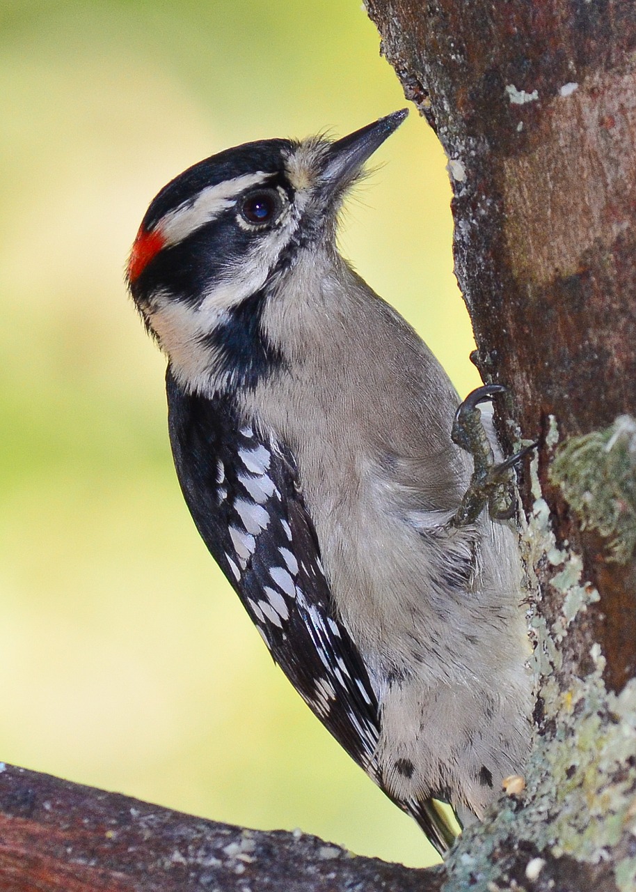 Image - bird wood pecker wilderness outdoor