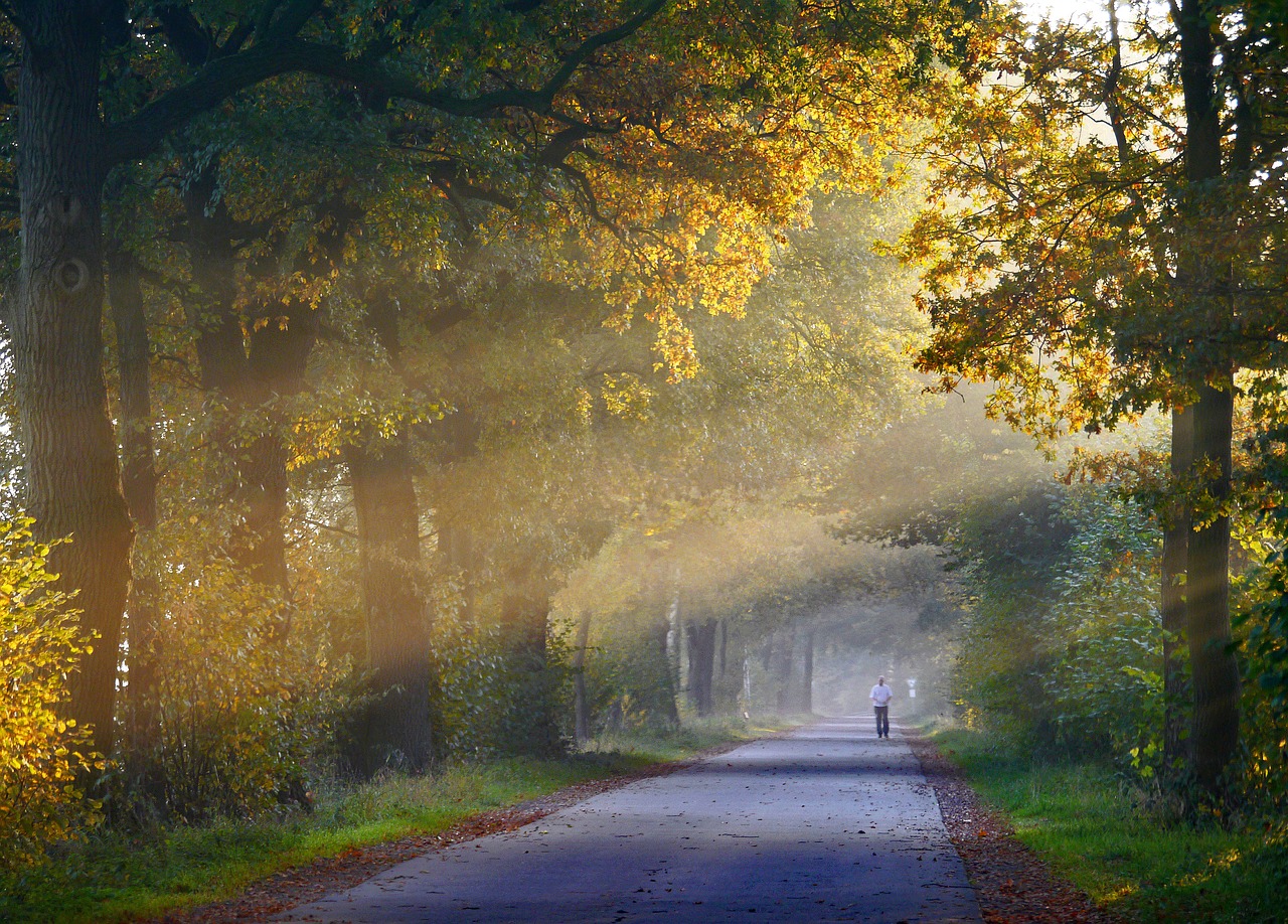 Image - autumn fog jog oak forest path