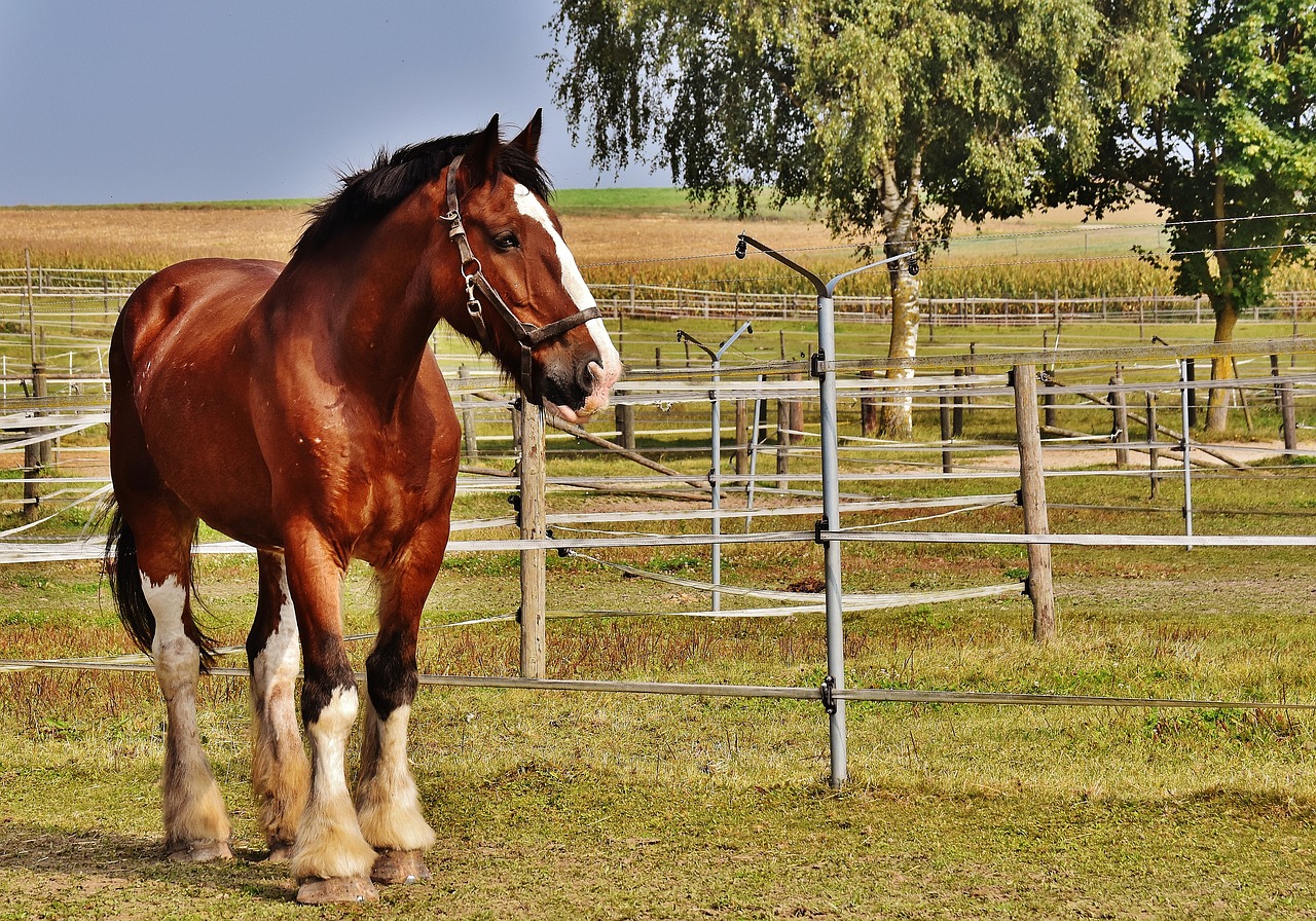 Image - shire horse horse big horse ride