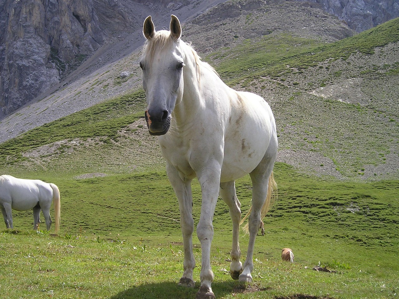 Image - horse mare white mold dolomites