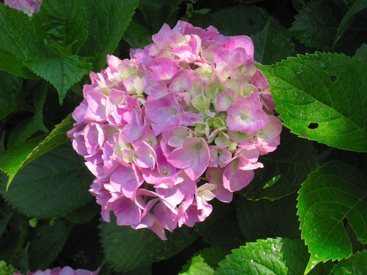 Image - hydrangea pink leaf rainy season