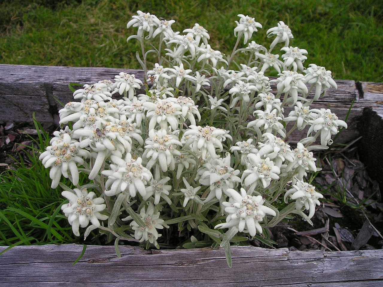 Image - edelweiss alpine edelweiß