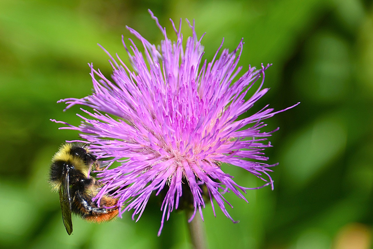 Image - wegdistel hummel mountain bumblebee