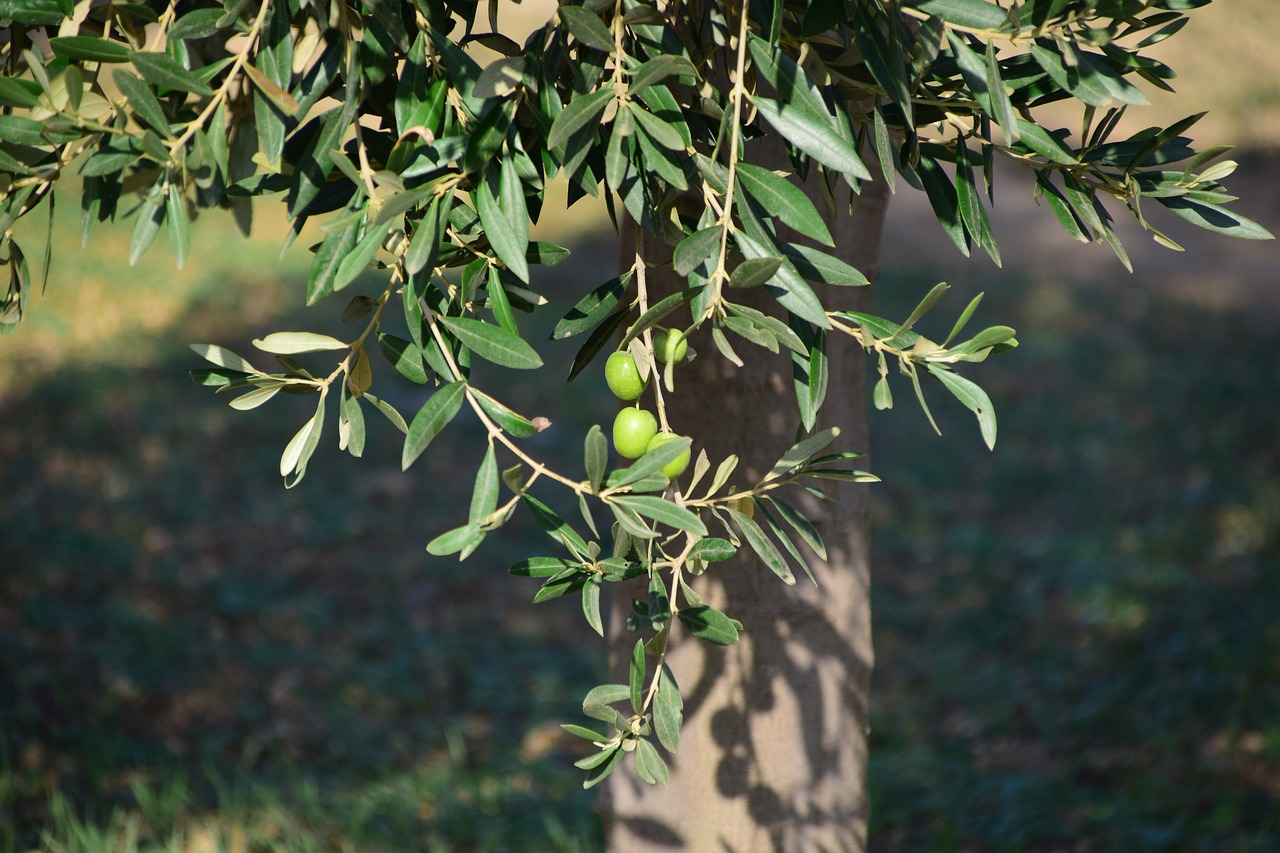 Image - olives olive tree nature plant