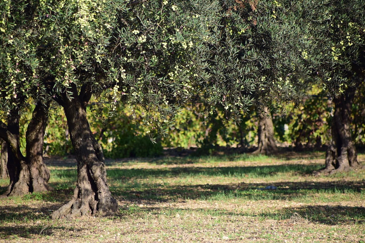 Image - olives olive tree nature plant