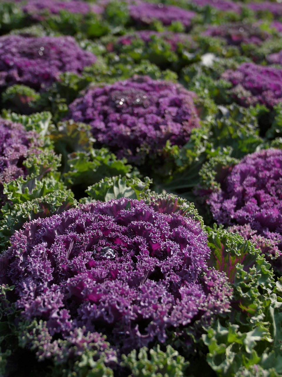 Image - purple cauliflower vegetables