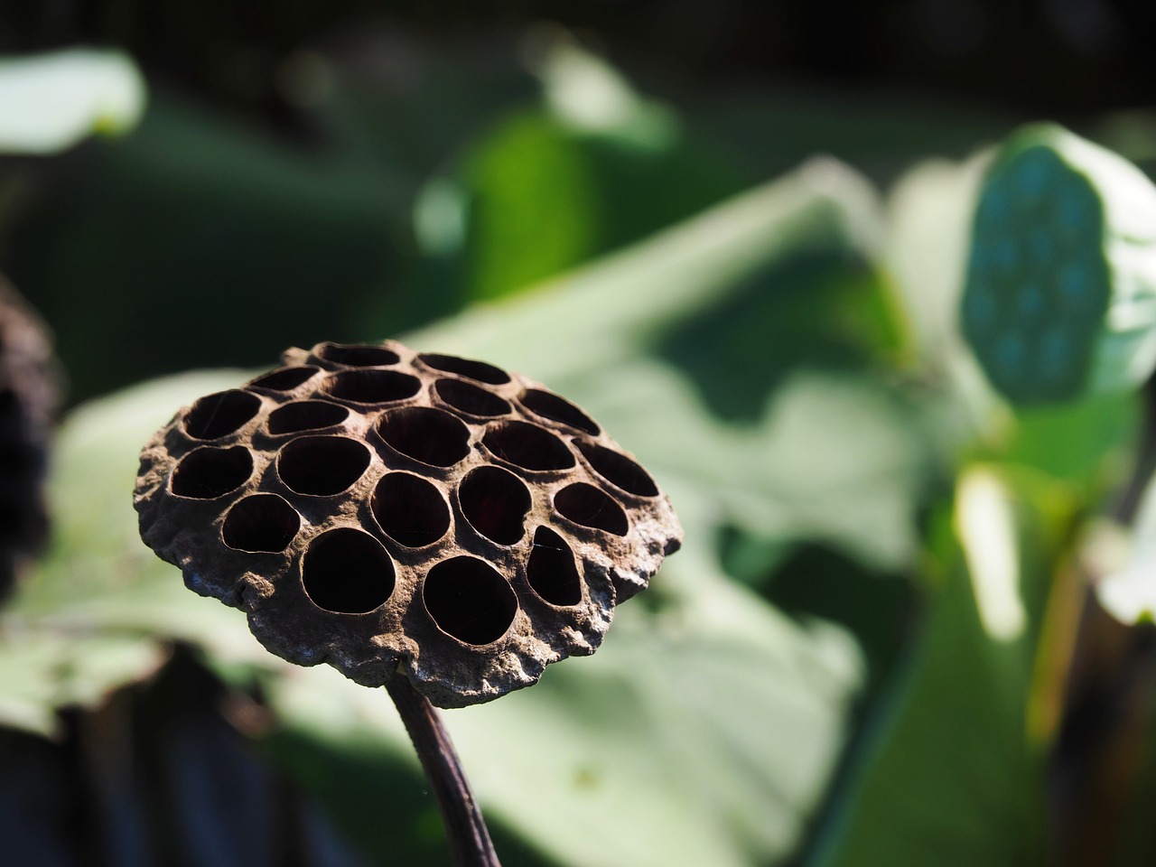 Image - lotus canopy lotus black dry hole