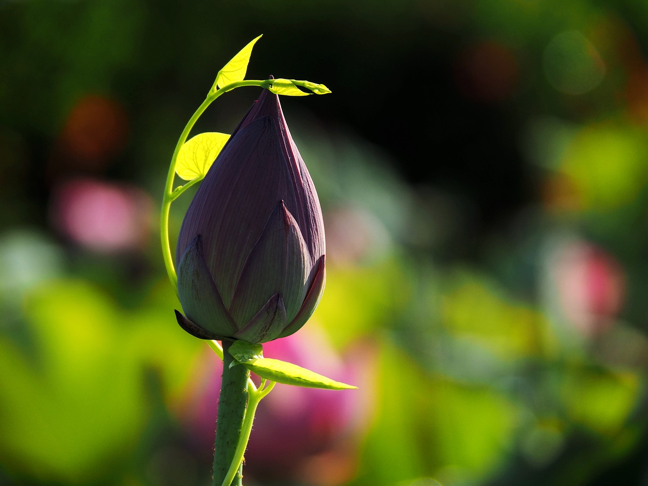 Image - lotus bound green leaves flower