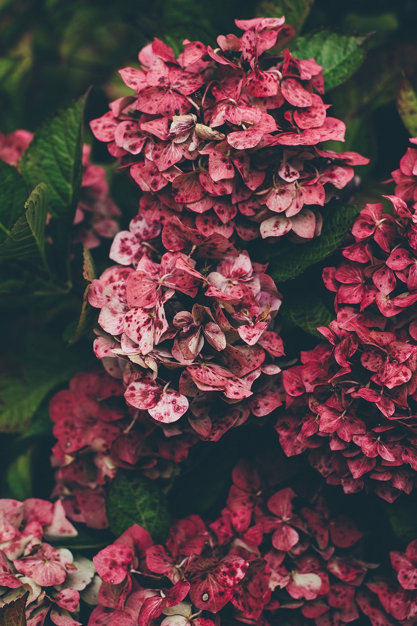 Image - hydrangea red natural