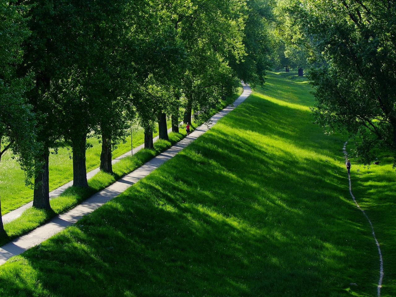 Image - landscape trees row of trees