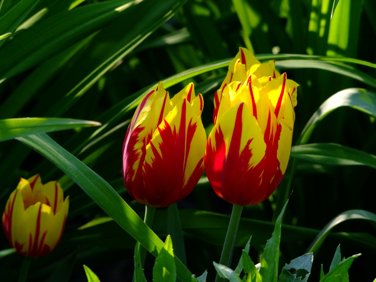 Image - tulips tulip bed flowers north park