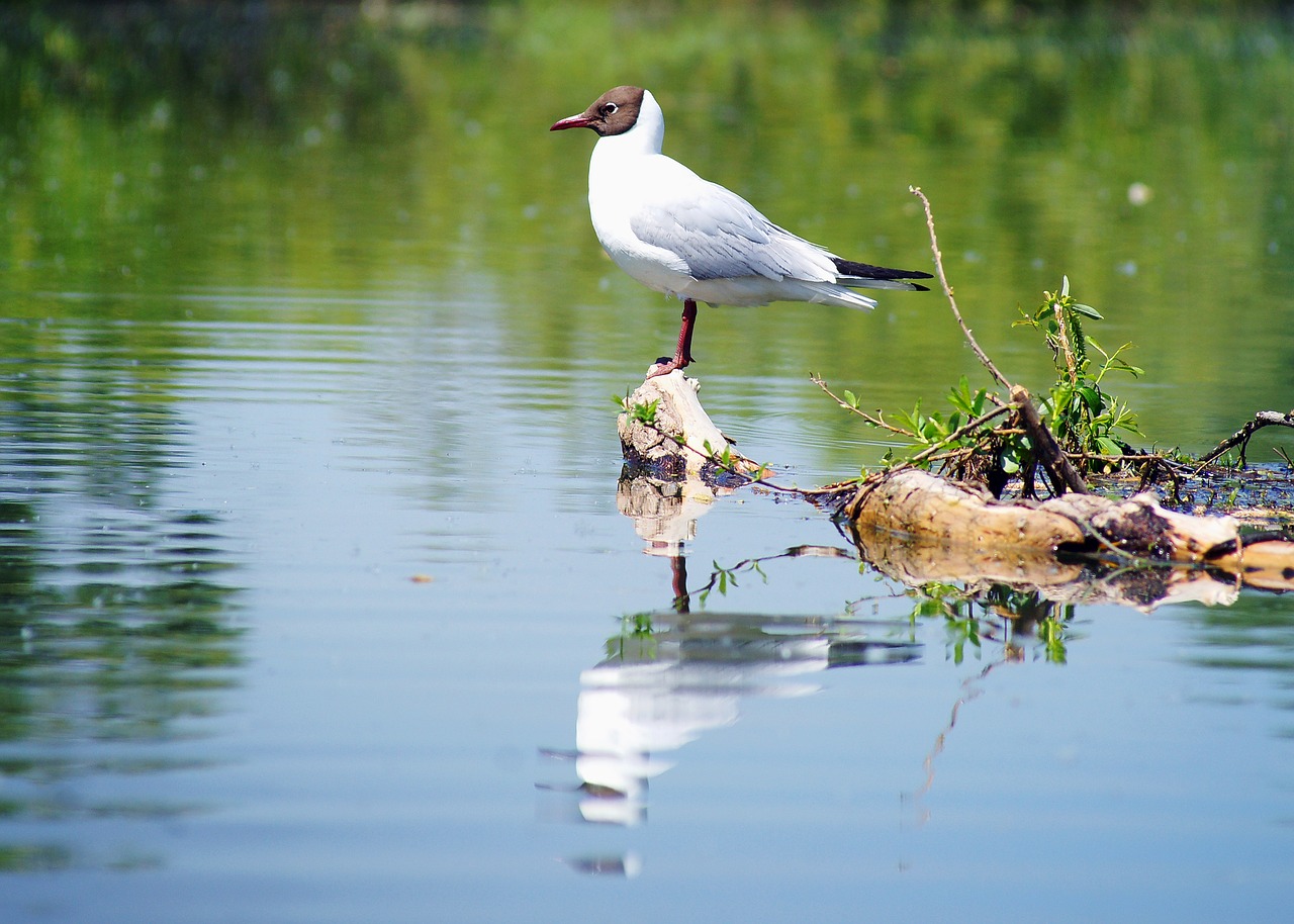 Image - seagull water nature summer bird