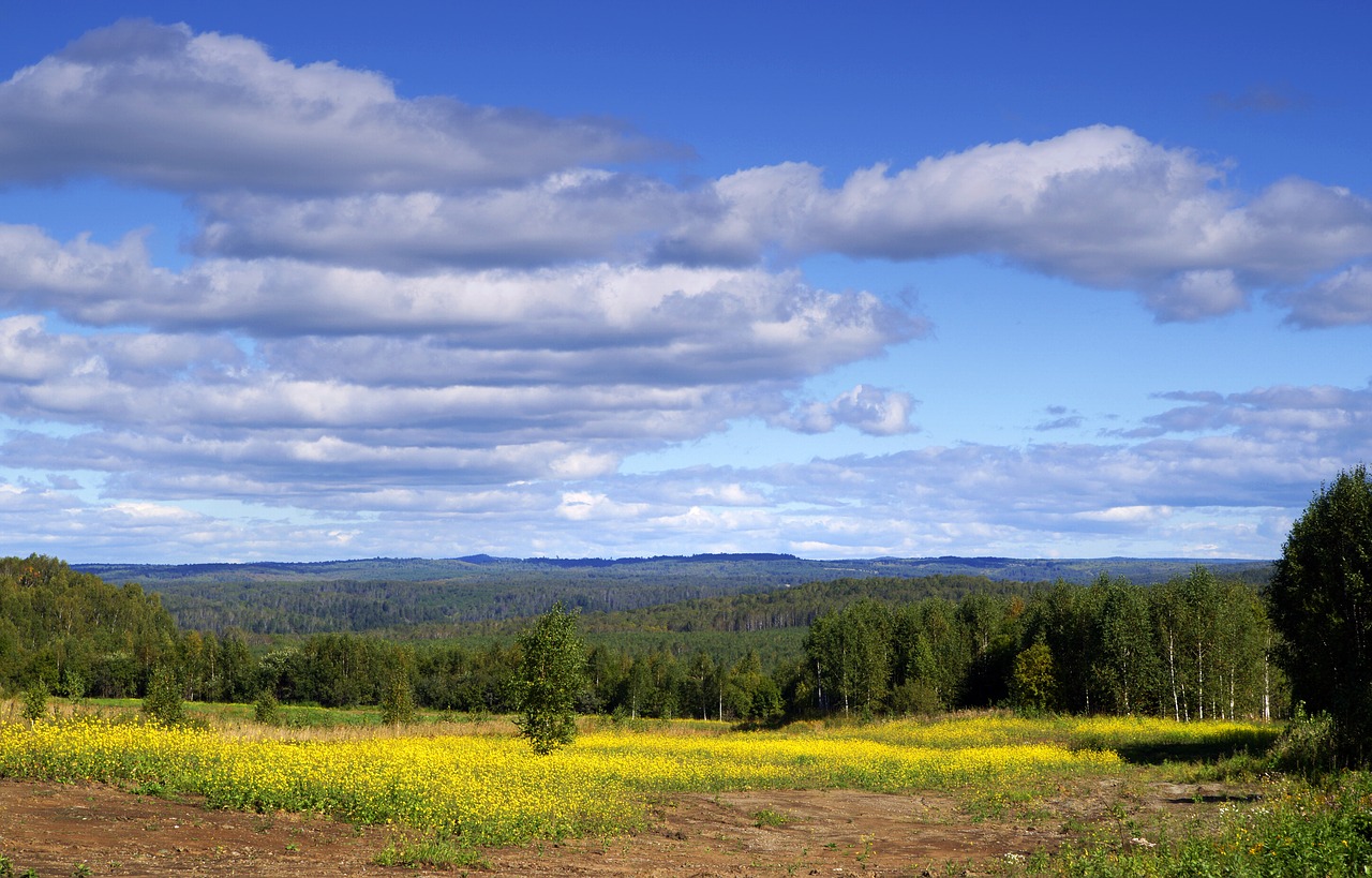 Image - field sky nature forest summer