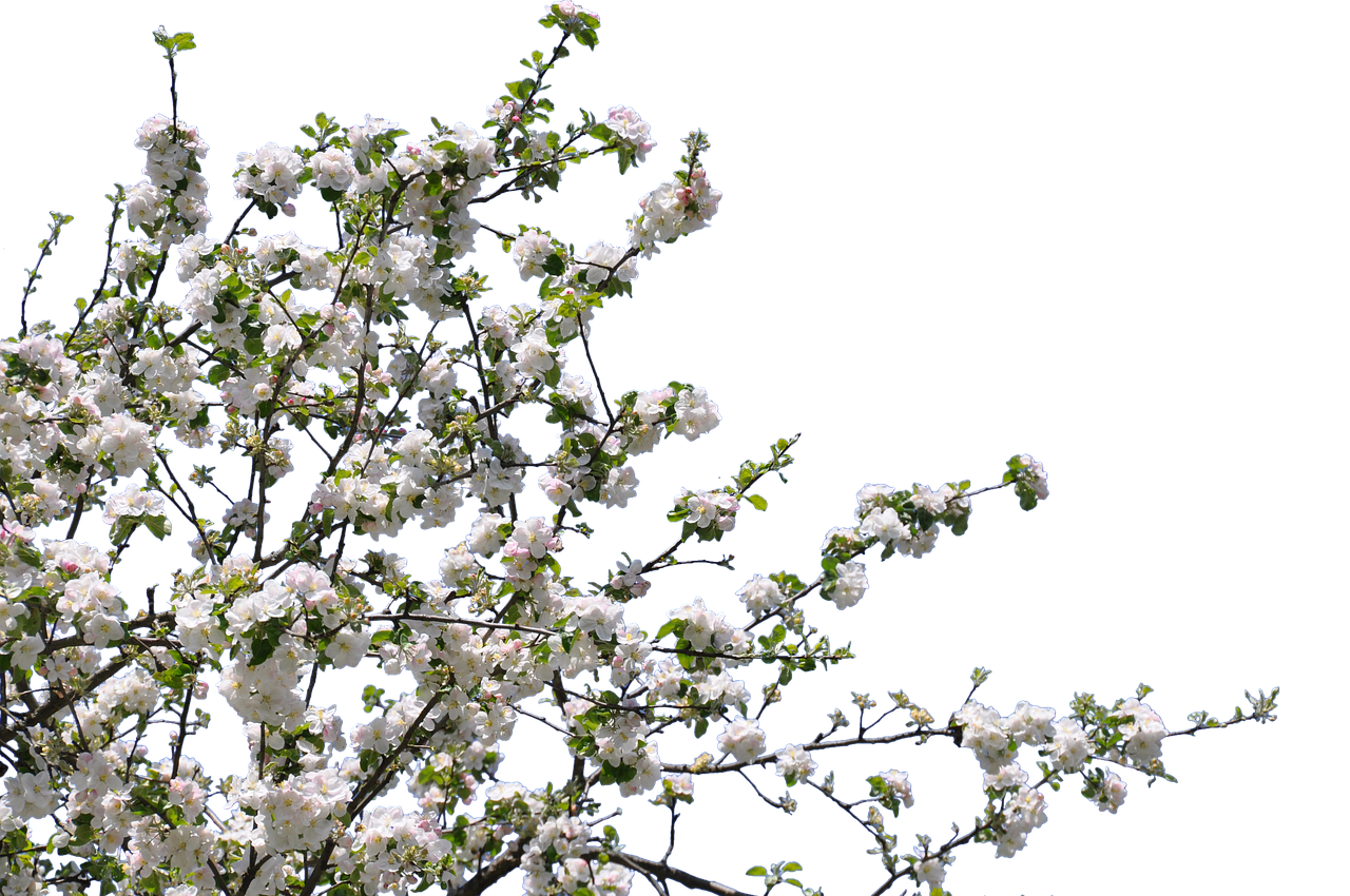 Image - tree flowers cherry apple isolated