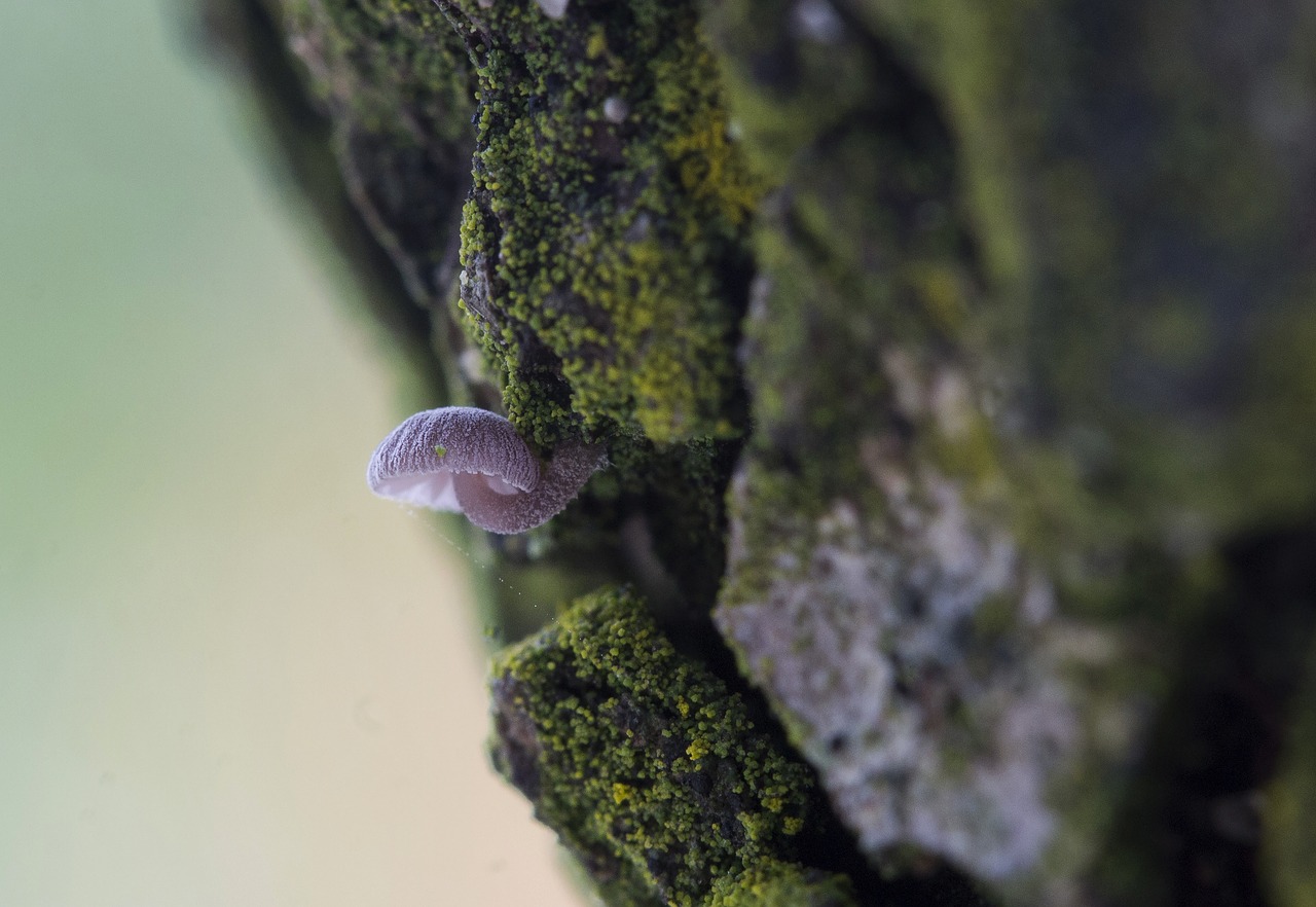 Image - macro mushroom zúzmó nature