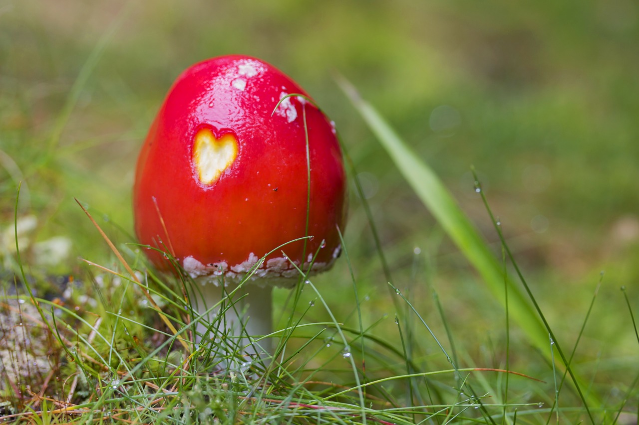 Image - fly agaric mushroom landscape