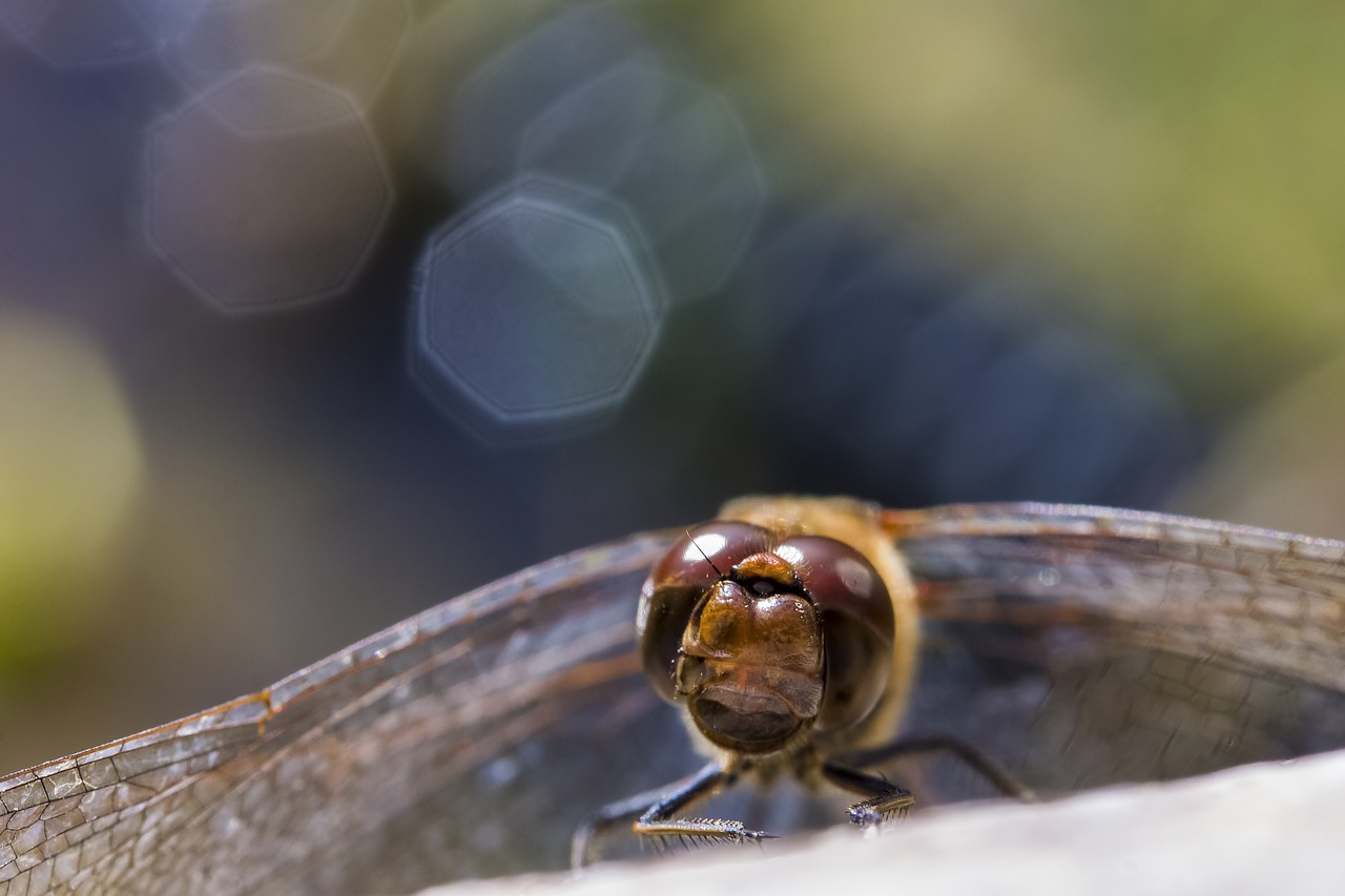 Image - dragonfly nature vízközel mood