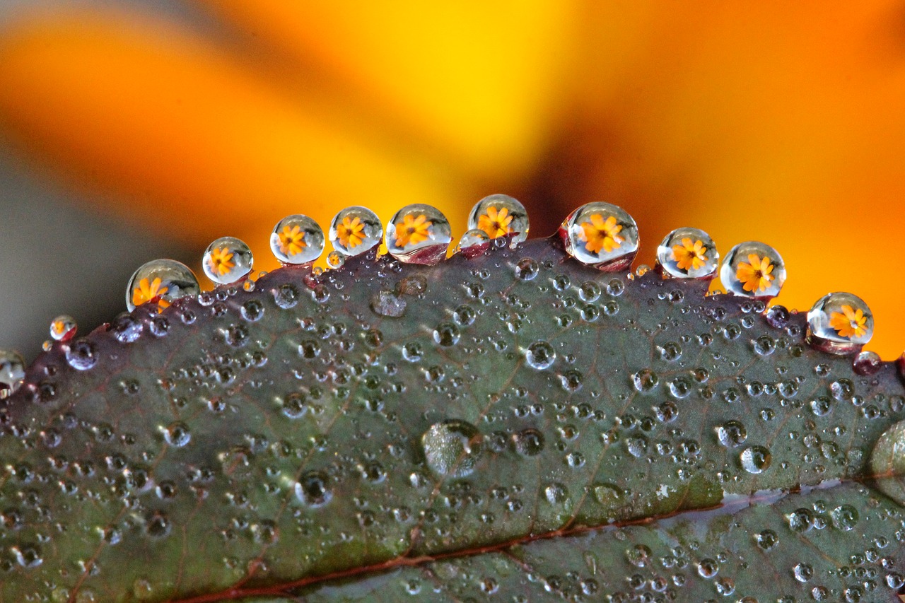 Image - dew drop flower macro yellow flower