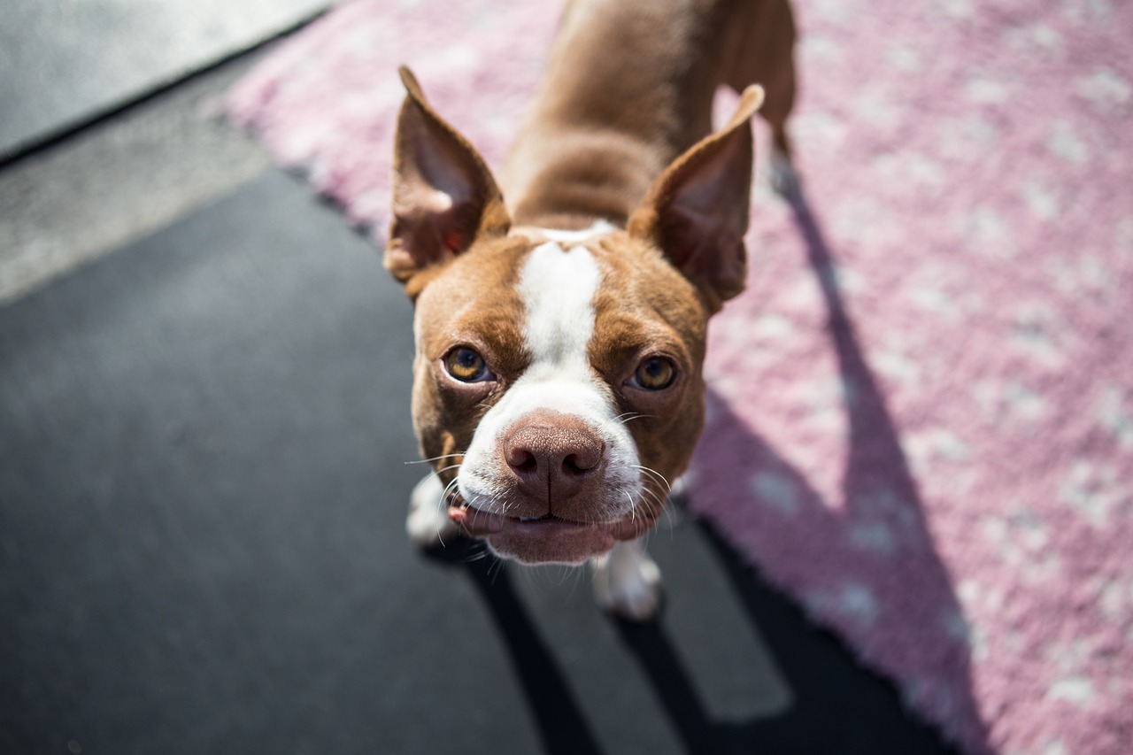 Image - boston terrier pup boston puppy