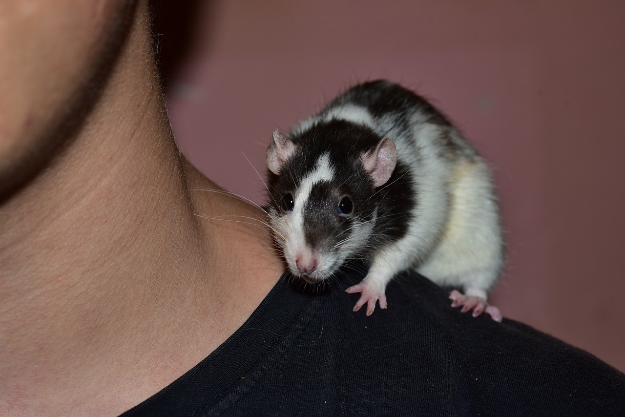 Image - rat color rat rodent animal ears