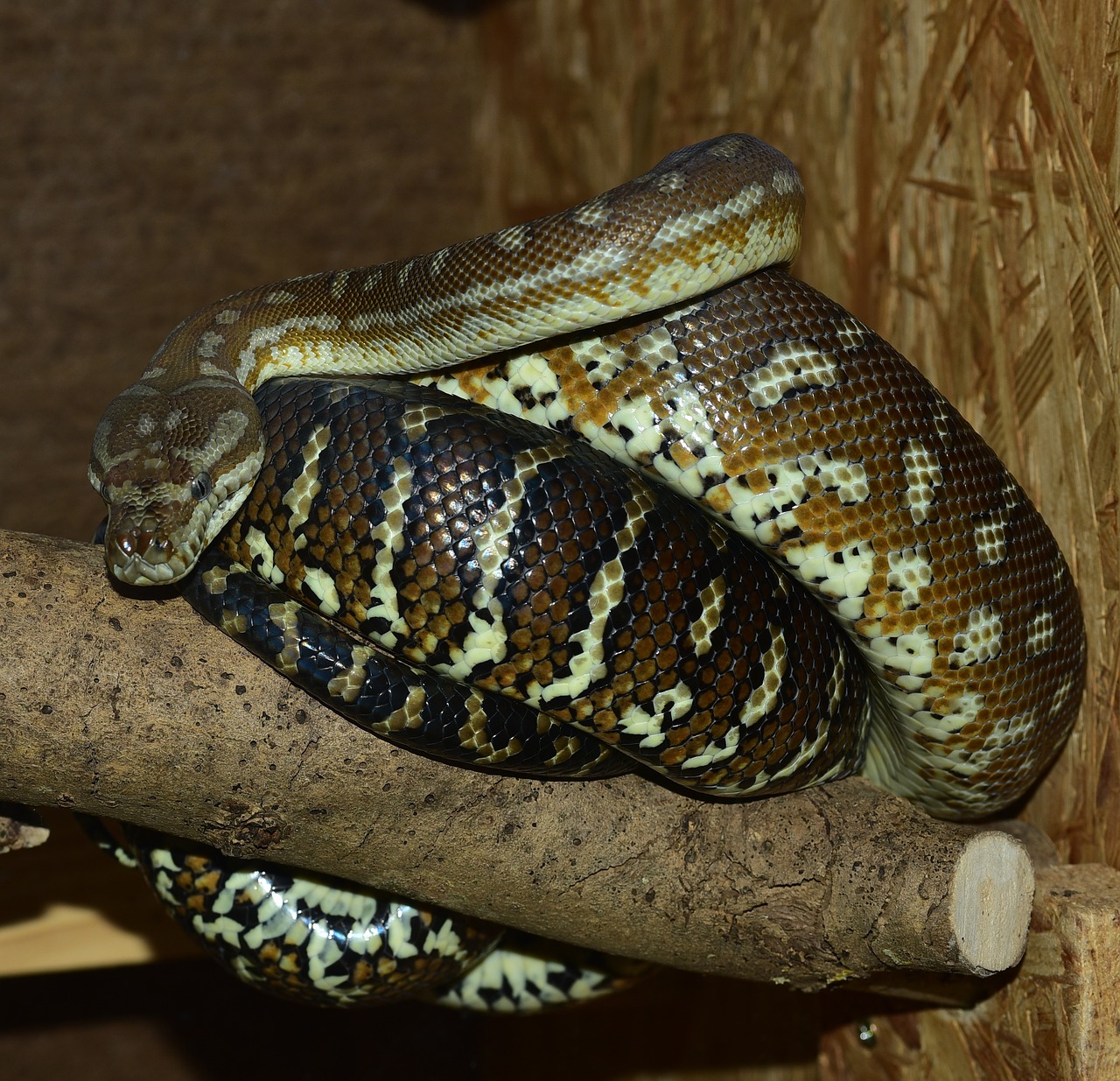 Image - snake carpet python boa constrictor