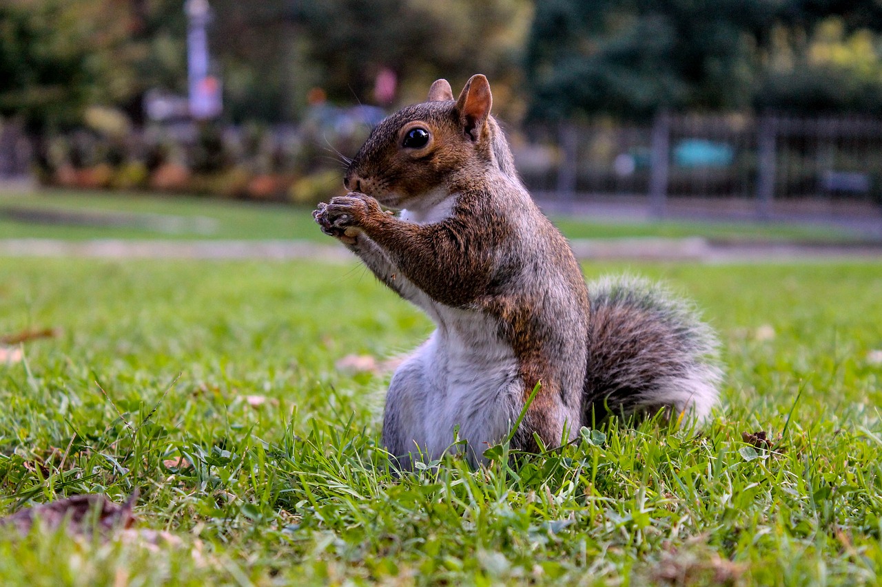 Image - squirrel landscape nature eat nut