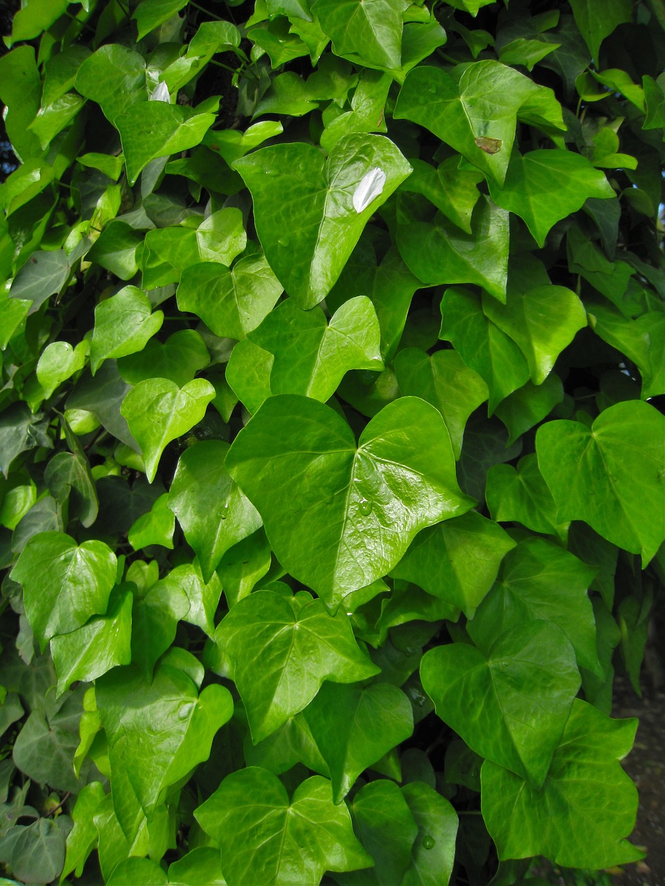 Image - ivy the vine green leaf otsu park