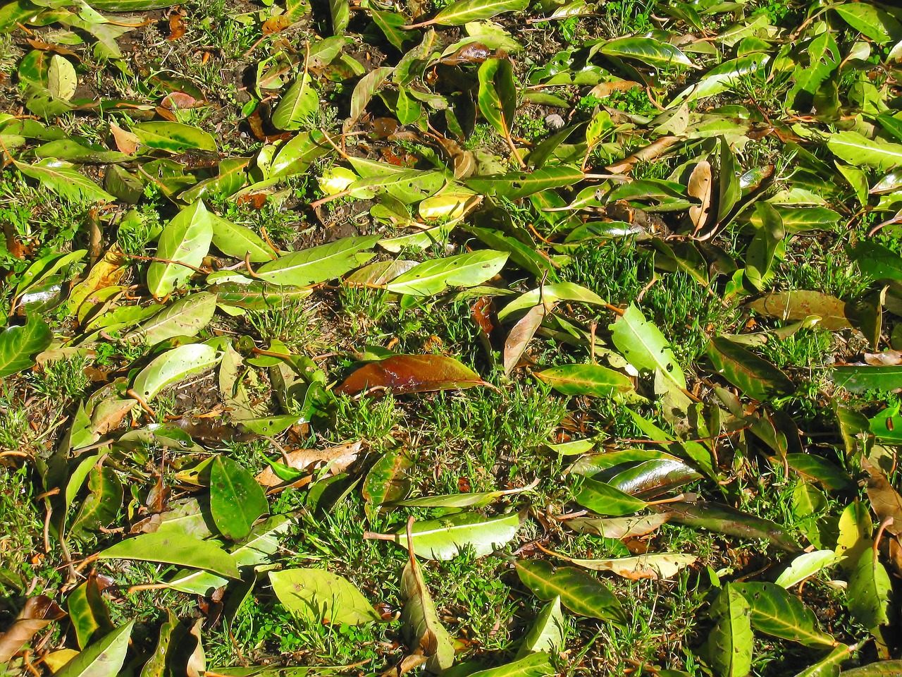 Image - weed green fallen leaves leaf