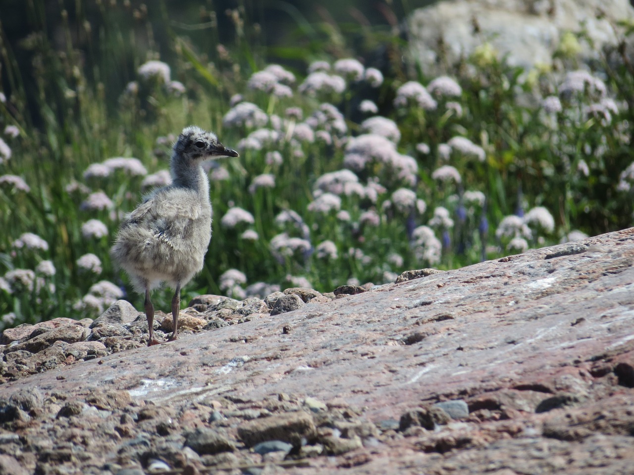 Image - seagull cub lokinpoikanen