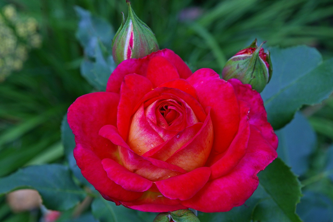 Image - rose red rose midsummer flower