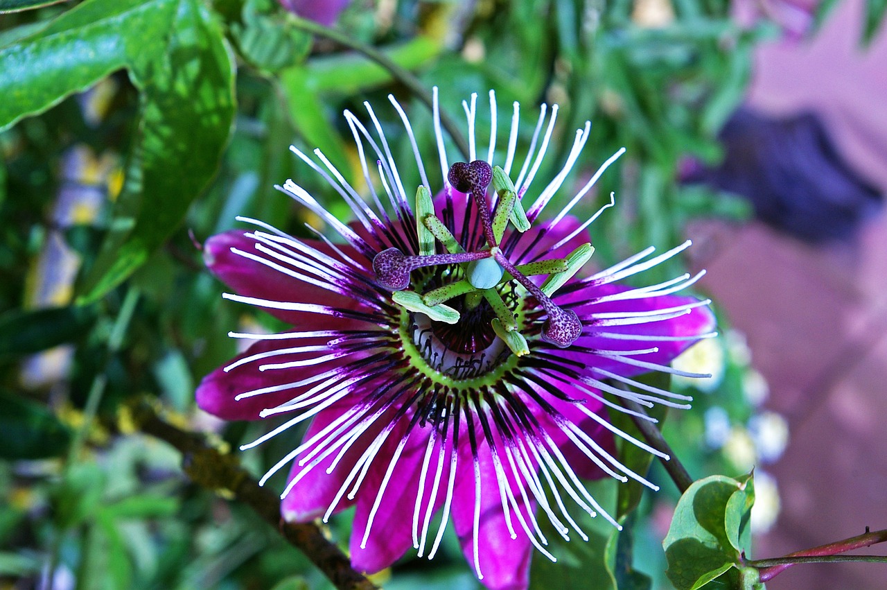 Image - passion flower flower blossom bloom