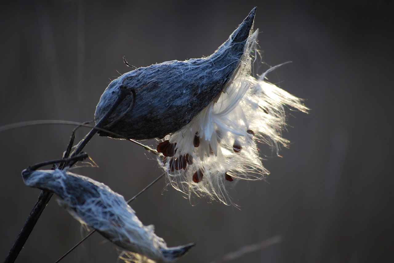 Image - milkweed tree nature plant