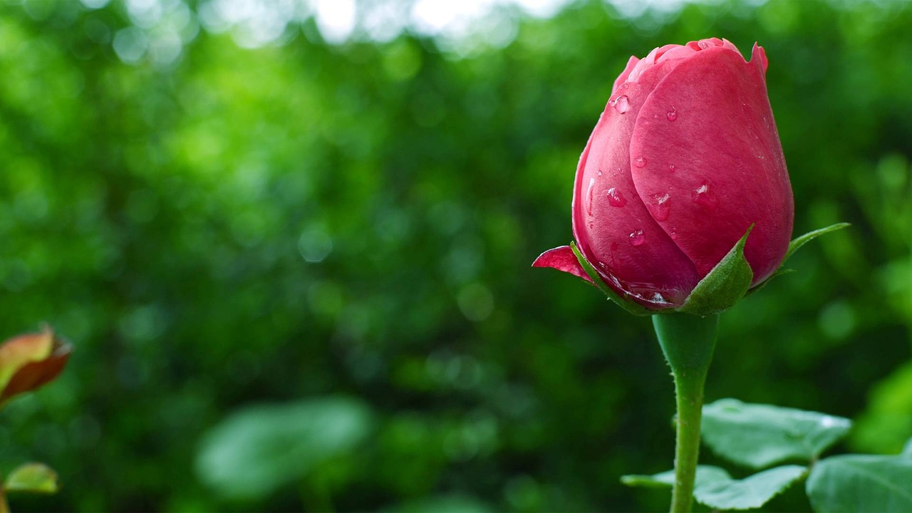 Image - flower bud rose natural