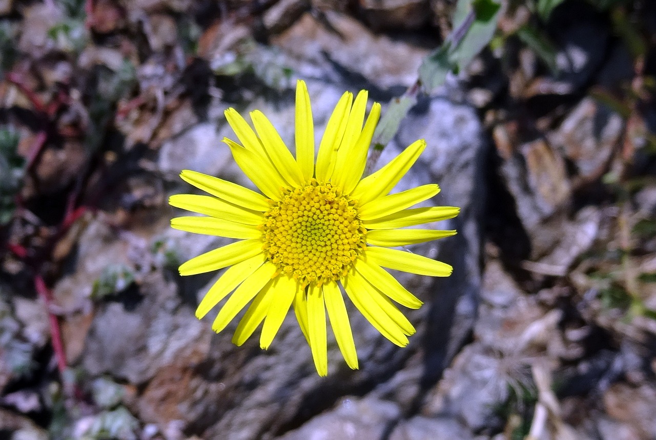 Image - flower yellow sontikli sonela