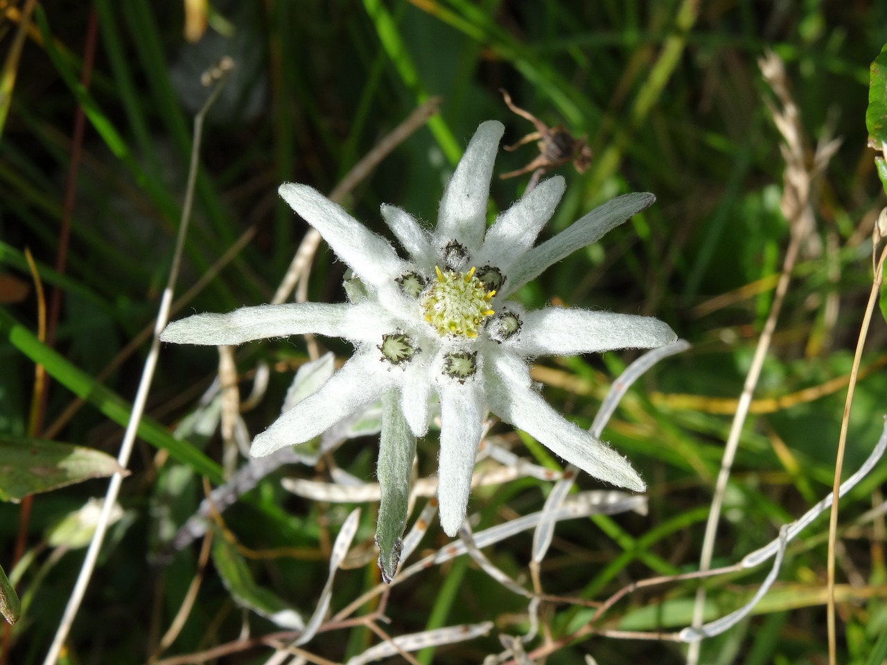 Image - edelweiss flower alpine switzerland