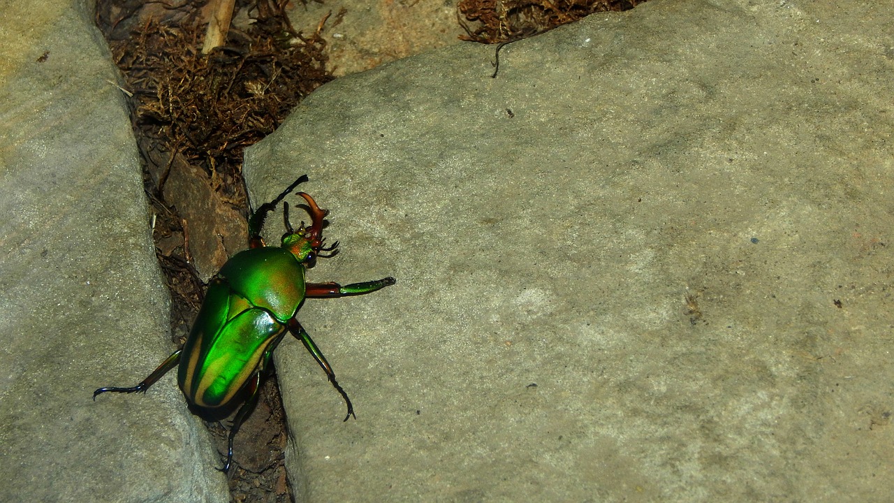 Image - beetle insect nature beauty