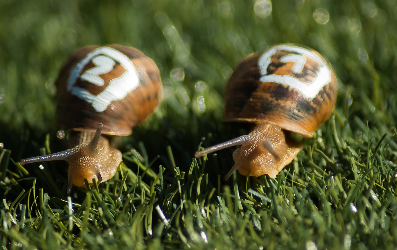 Image - snails race gastropods shell