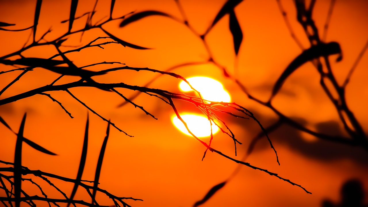 Image - branch sunset nature tree sunlight