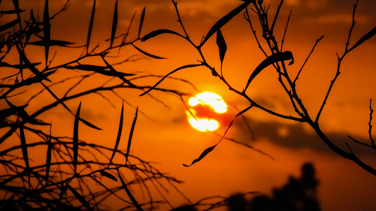 Image - branch sunset nature tree sunlight