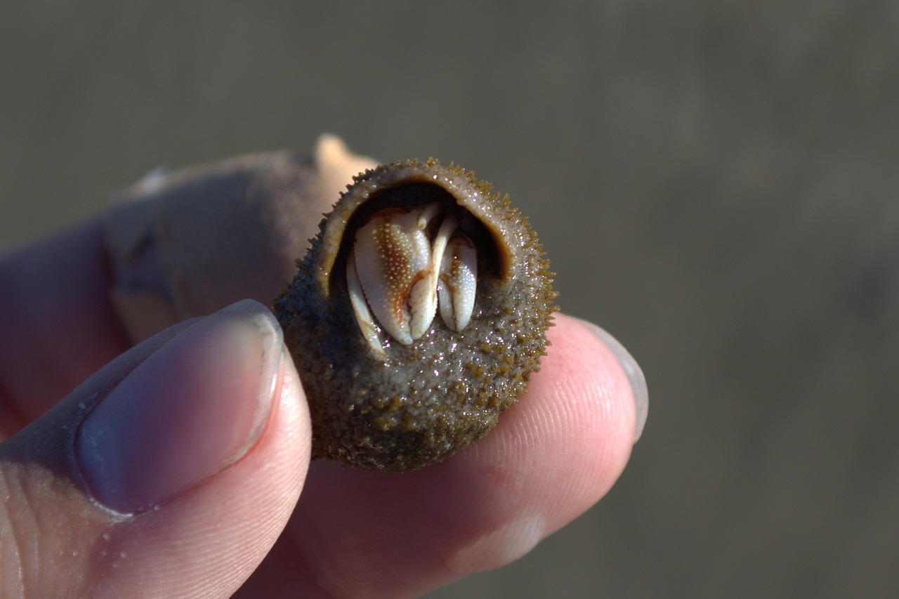 Image - hermit crab snail shell cancer