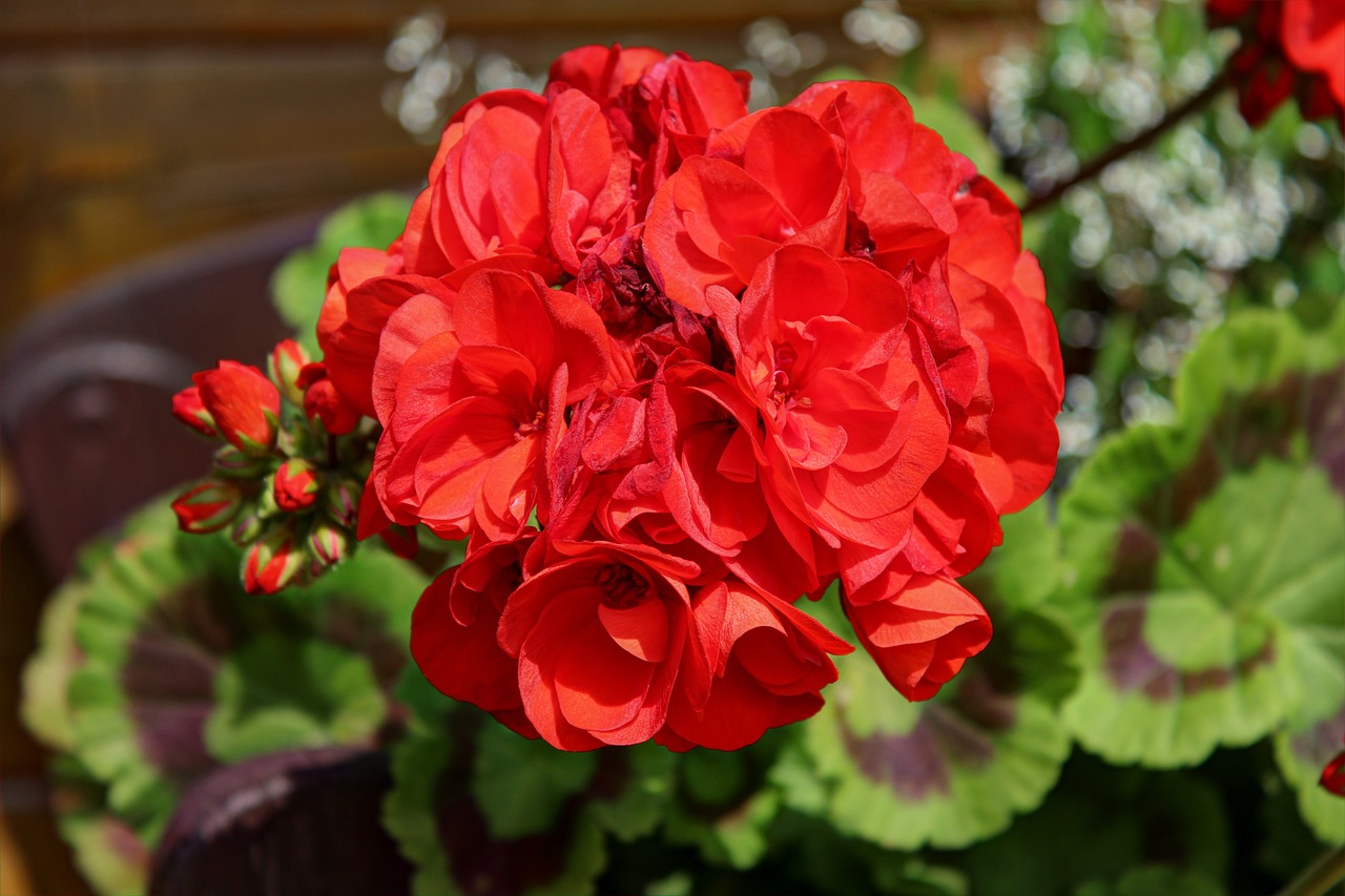 Image - flower red garden blossom hdr
