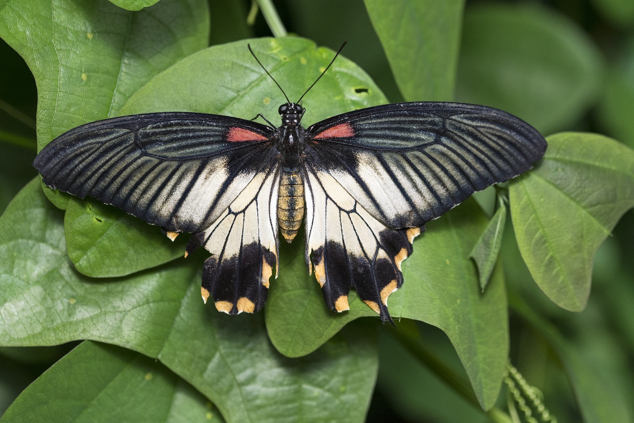 Image - butterfly butterfly garden wings