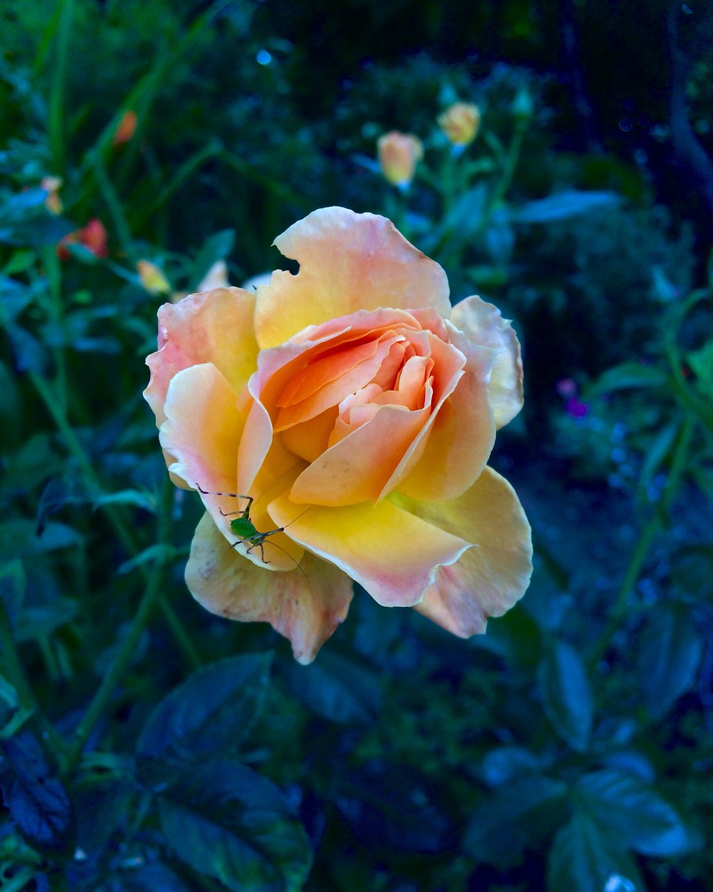 Image - peach rose katydid dark background