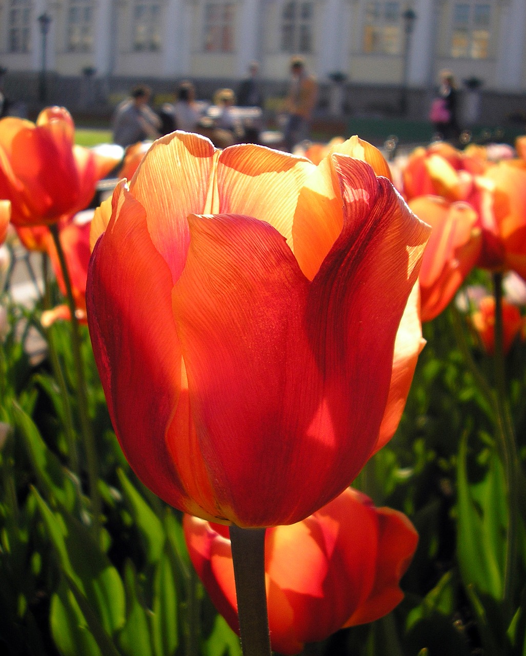 Image - tulip macro city spring flowers