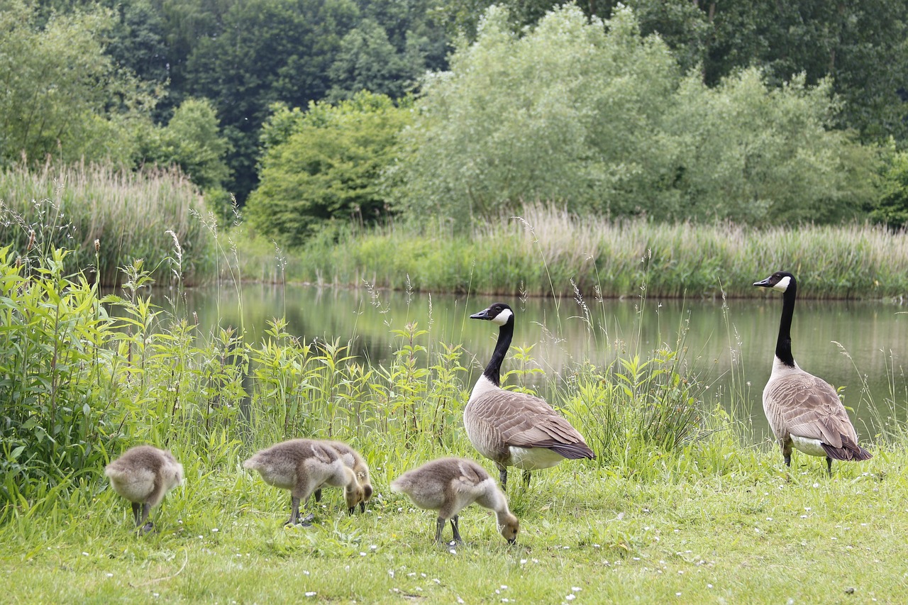 Image - canada goose geese farm pond