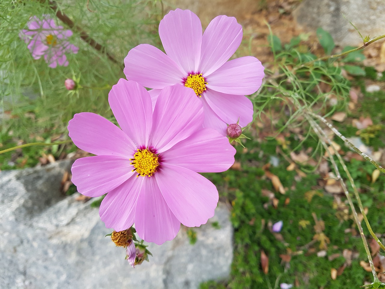 Image - fall flowers cosmos flowers blossom