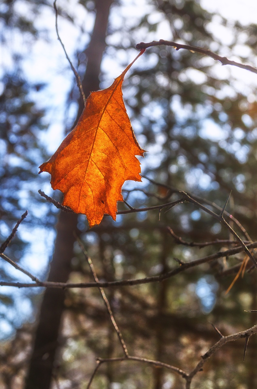 Image - sheet autumn leaves autumn leaf