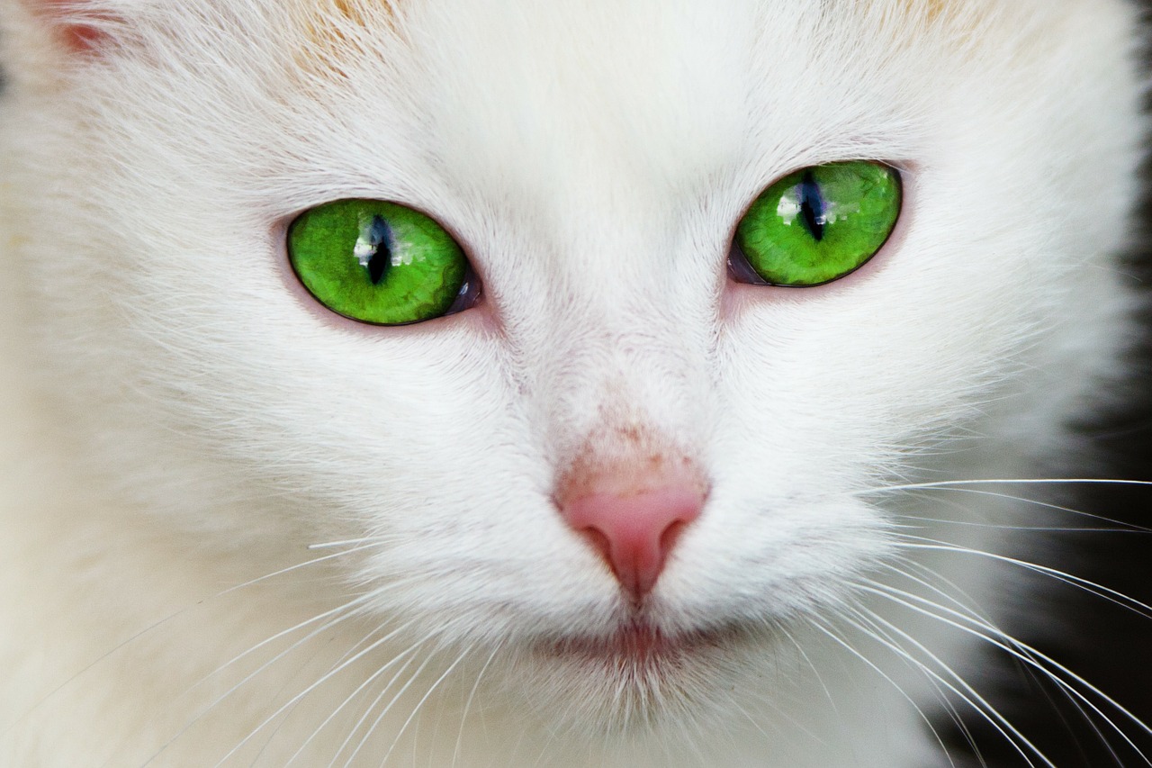 Image - animal cat domestic eye eyes face