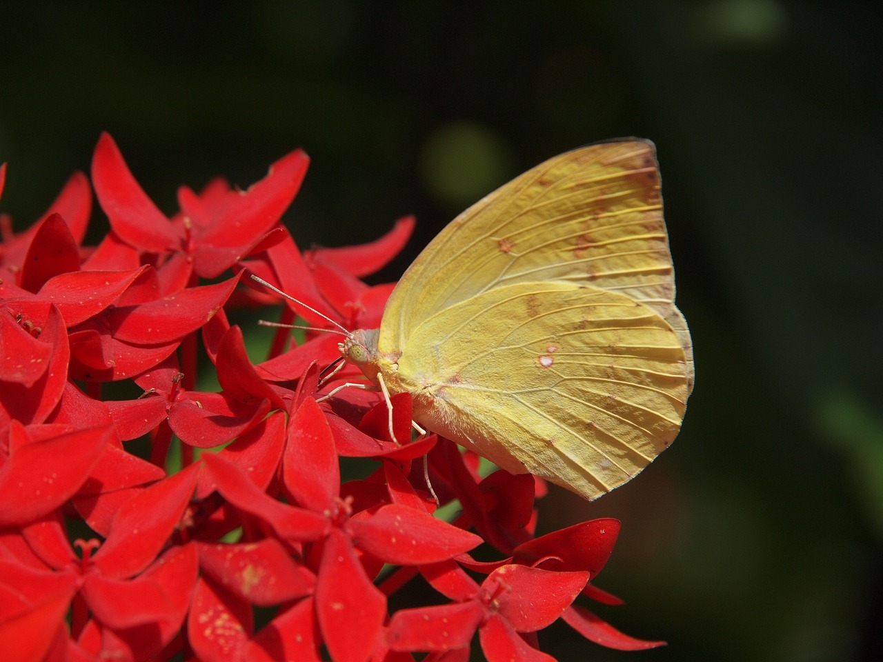 Image - butterfly yellow mein black nectar