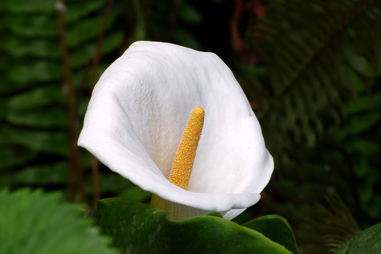 Image - cala flower pollen foreground